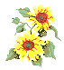 sunflowerks.gif (1012 bytes)